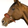 Horse Bit Bridle Hackamore Brown English Western Nose Curb Chain Padded Adjustable Horse Equipment 6