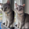 Stylish Adjustable Cat Collar with Bowknot Comfortable Fit Pet Engraving Available Free Personalization for Cats 2