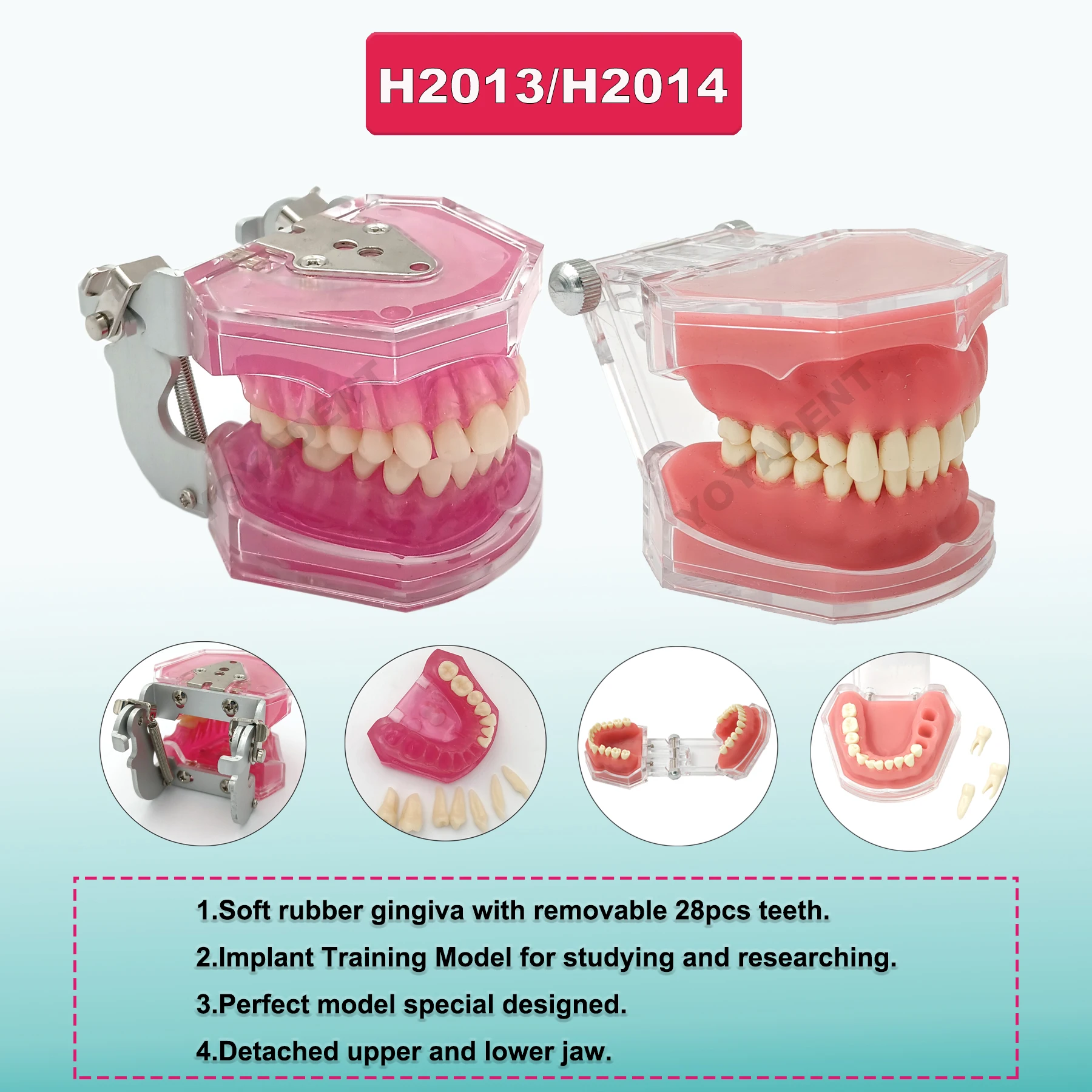 Multiple Types Dental Model Teeth Dental Teaching Models Study Orthodontic Removable Teeth Implant Models Dentist Material 3