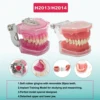 Multiple Types Dental Model Teeth Dental Teaching Models Study Orthodontic Removable Teeth Implant Models Dentist Material 3