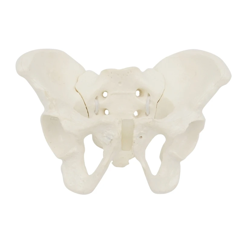 

Y1UB Hip Bone Pelvic Anatomical Model for Science Education Midwife Mini Size Female Pelvis Model, Flexible Anatomy Model