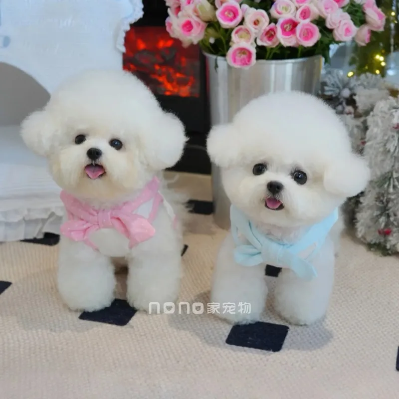 봄 가을 신상품 물방울 무늬 나비넥타이 순면 하의 셔츠 귀여운 조끼 애완견 미티 테디 소형견