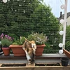 Cat Safety Protection Fence Pet Anti-Fall Netting Fence Cat Dog Nylon Protective Transparent Mesh Nylon Balcony Protective Fence 4