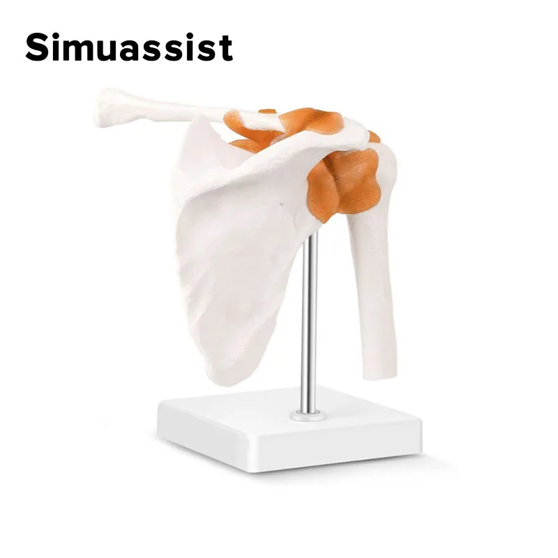 1:1 Human Functional Shoulder Joint Anatomy Model Medical Science Teaching Resources anatomical models