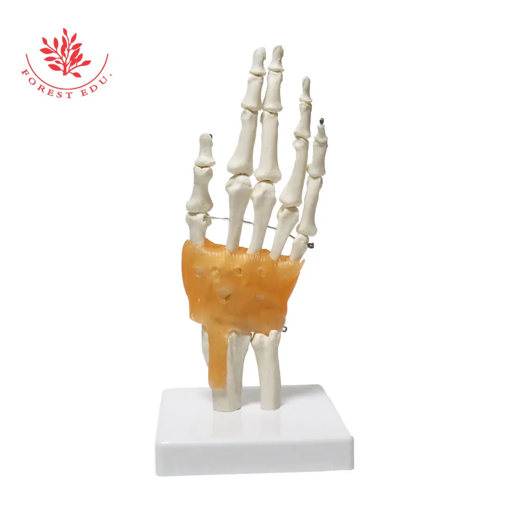 Human Hand Joint Model FRT031 Include Ligaments and Base 1:1 Life Size Patient Education Medical Science