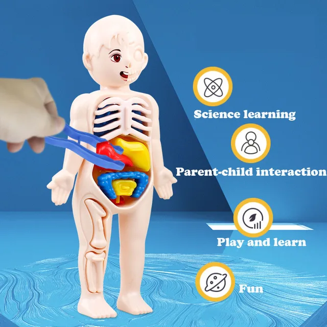Kid Montessori 3D Puzzle Human Body Anatomy Model Educational Learning Organ Assembled Toy Body Organ Teaching Tool For Children 4