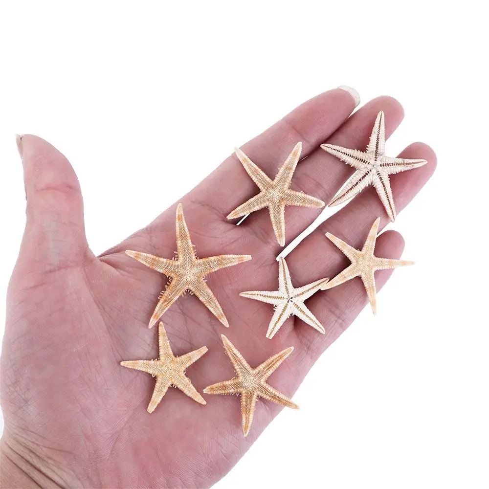 Boîte D'Étoiles De Mer Naturelles - Coquillages Pour Déco Plage, Mariage, Artisanat Résine - Tailles 1 à 5 Cm