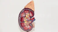 Kidney model with adrenal gland naturally large kidney urinary system structure model 1