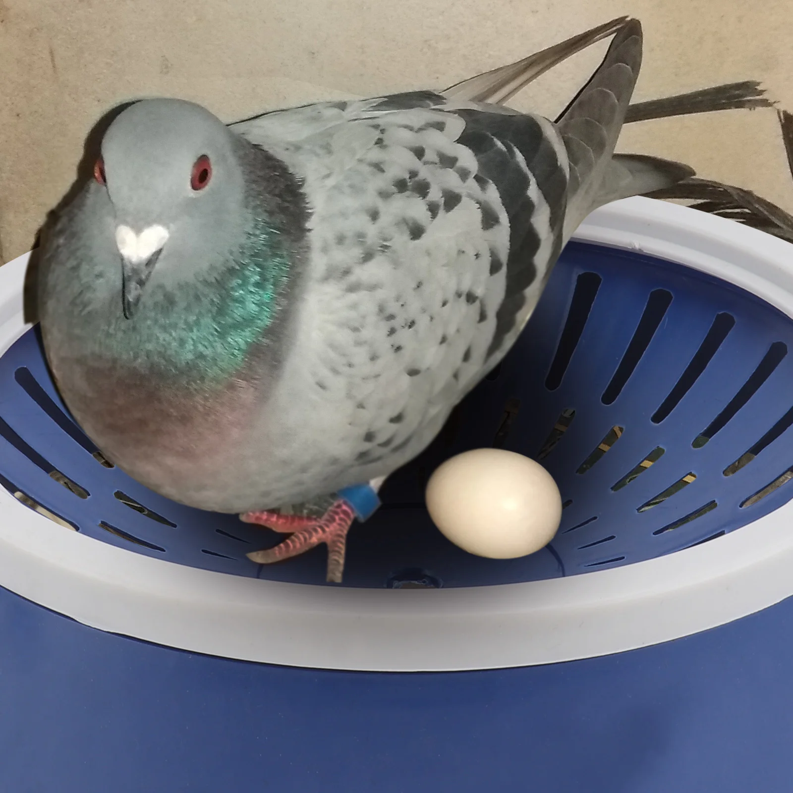 

5pcs Pet Bird Nest Pigeon Egg Nest Bird Egg Container Pet Accessory (White Blue)