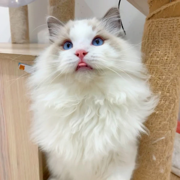 New Pet Products Store