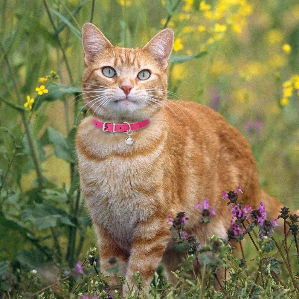 Cute Leather Cat Collar With Bell Safety Puppy Necklace Collars For Cat Small Dog Kitten Chihuahua Accessories Pet Products 5
