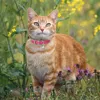 Cute Leather Cat Collar With Bell Safety Puppy Necklace Collars For Cat Small Dog Kitten Chihuahua Accessories Pet Products 5
