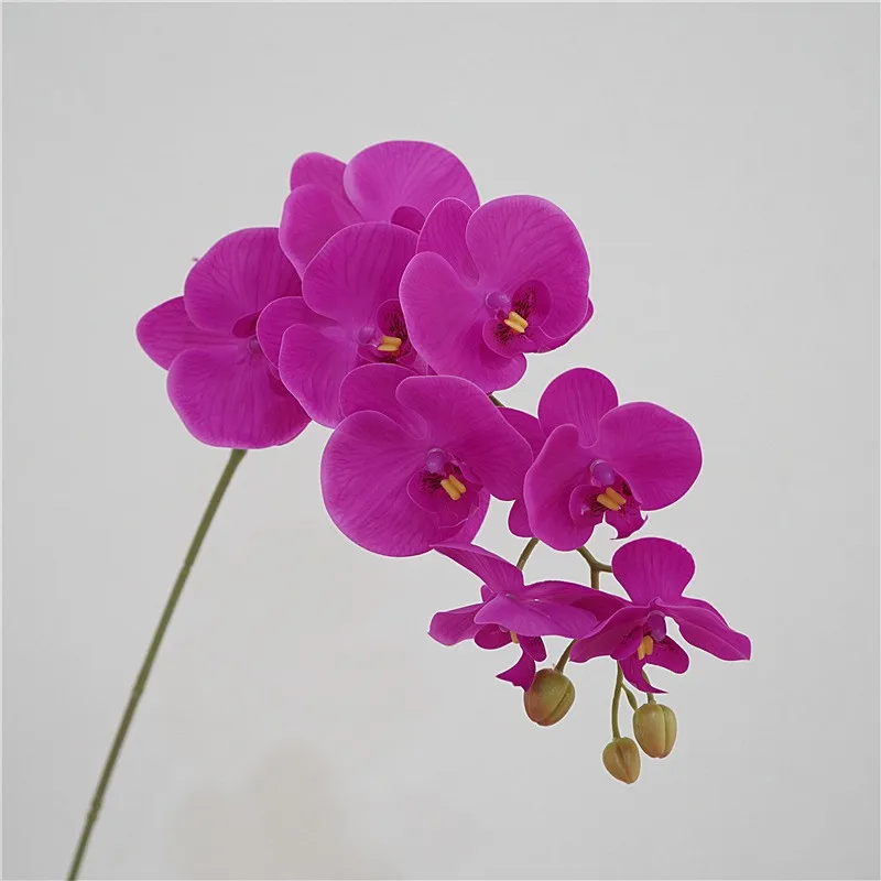 9 heads dark purple