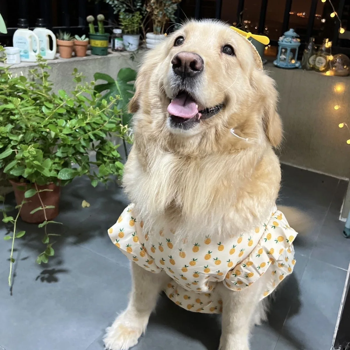 green emerald velvet dress Puptail Dog Dress With Lovely Bow Puppy Dress Pet Apparel Dog Clothes For  Small And Large Dogs And Cats (M)