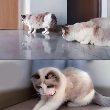 Wearable Electronic Collar Wearable Toy For Cats And Dogs Soft Training Chaser Interactive Toy Electric Smart Amusing Collar For 6