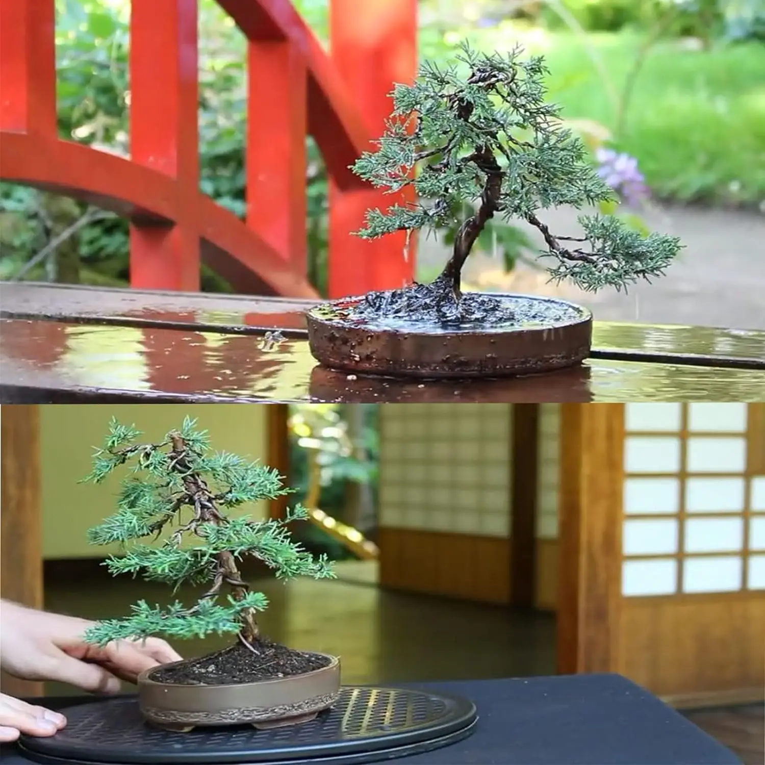 Bonsai Wire 10m Bonsai Wire Plant Support Anodized Aluminum Bonsai Training Wire for Plant Shaping Garden Accessories 1/1.5/2/2.5/3mm