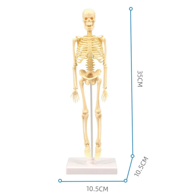 GIOCATTOLO DI ANATOMIA del corpo umano Giocattoli di anatomia per