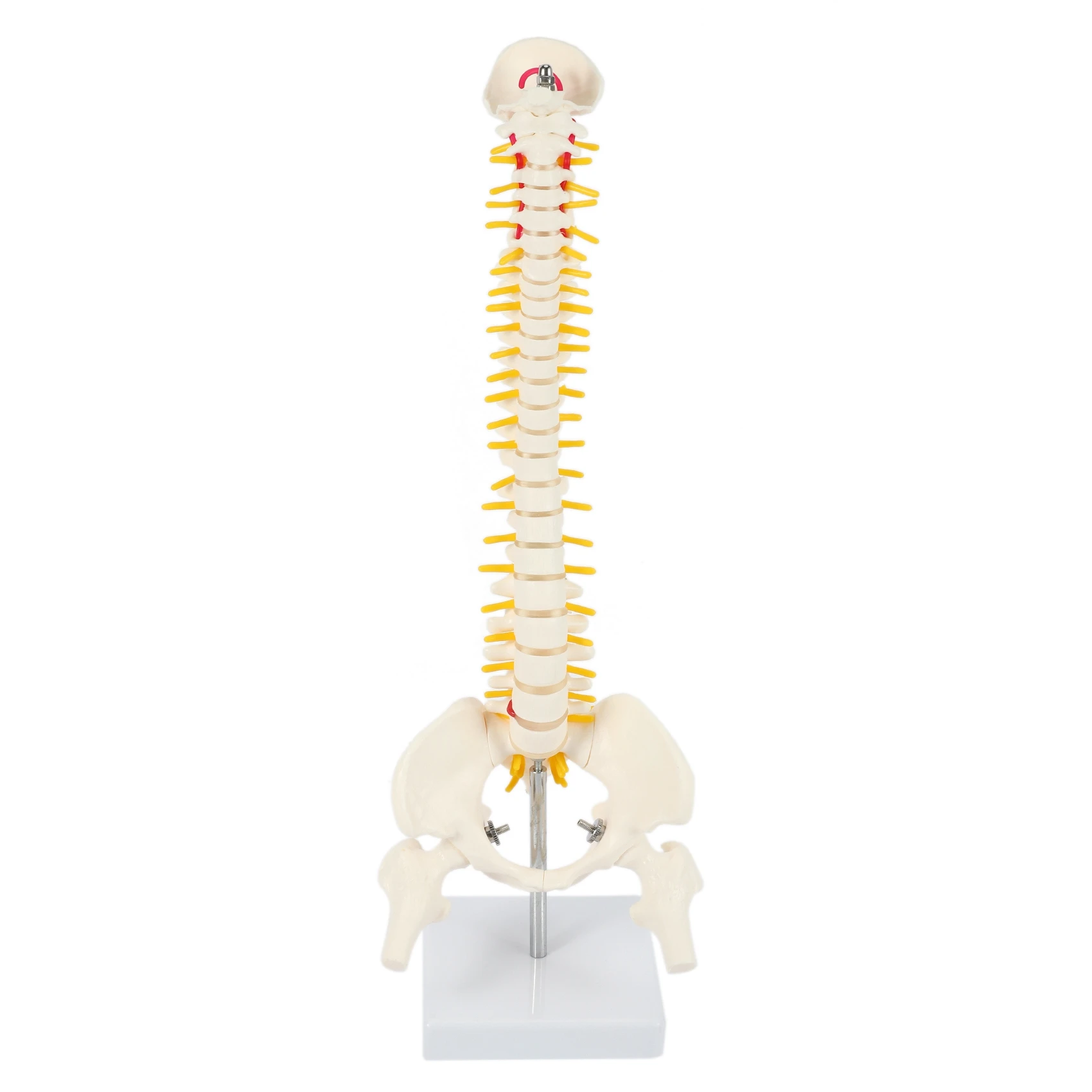 

45Cm Flexible 1:1 Adult Lumbar Bend Spine Model Humans Skeleton Model with Spinal Disc Pelvis Model Used for Massage ,Yoga
