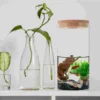 2 Pcs Fish Tank Terrarium Plants Florarium Glass Base Wood Dome for Flower Pots Vase 3