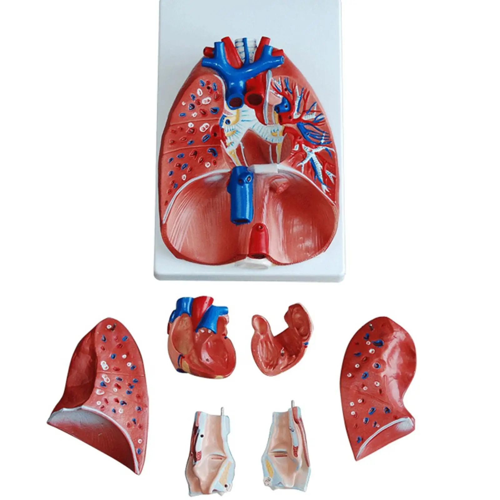 

PVC Human Larynx Heart and Lung Anatomical Model Medical Chest/Throat Anatomy