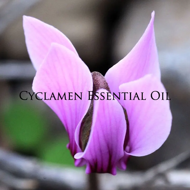 Cyclamen Essential Oil