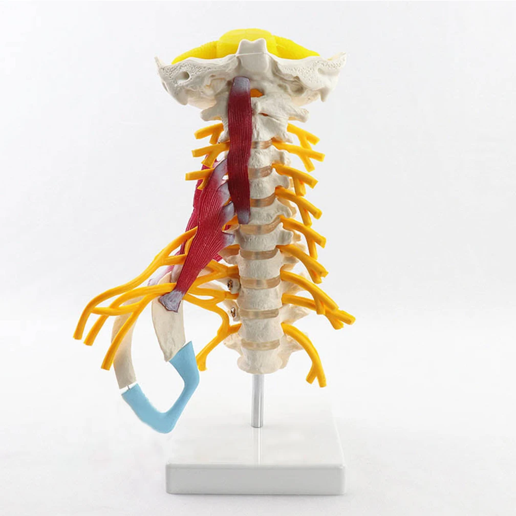 

1:1 Human Cervical Spine Anatomy Model With Muscle Nerve Brainstem Occipital Bone Medical Science Teaching Resources Detachable