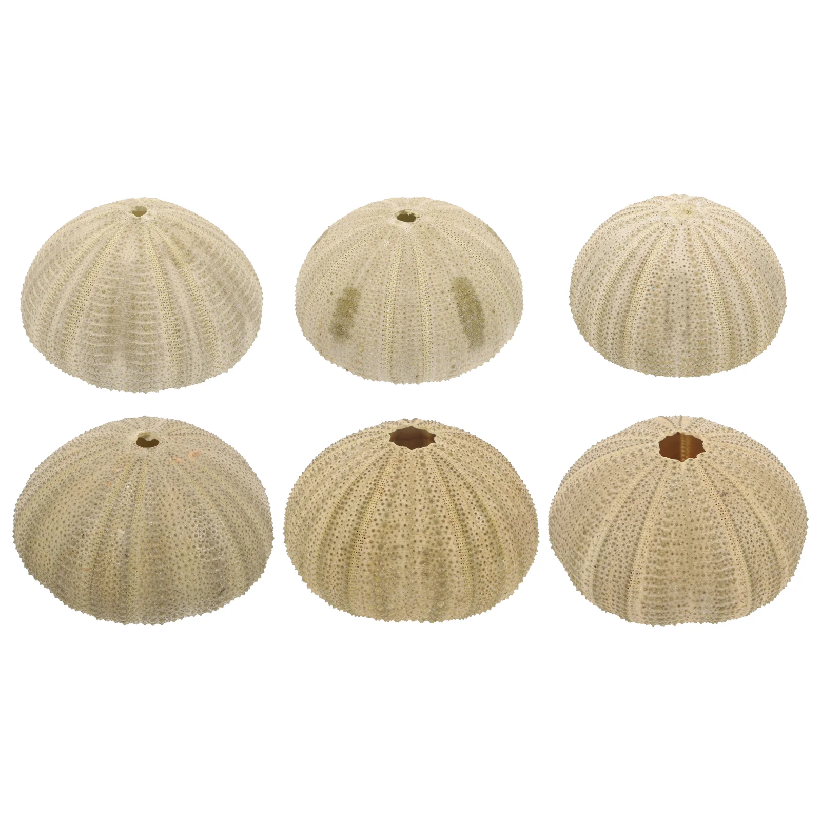 

6 Pcs Fish Tank Decorations Sea Urchin Shell Natural Shells ​​urchin Ornament Urchins for Crafts