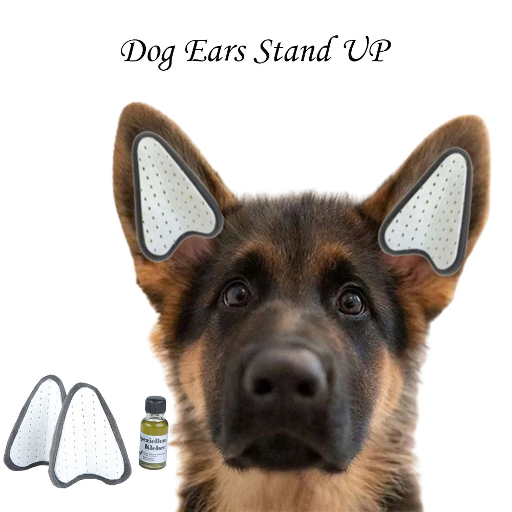 How Long Does It Take For A Chihuahua Puppy Ears To Stand Up