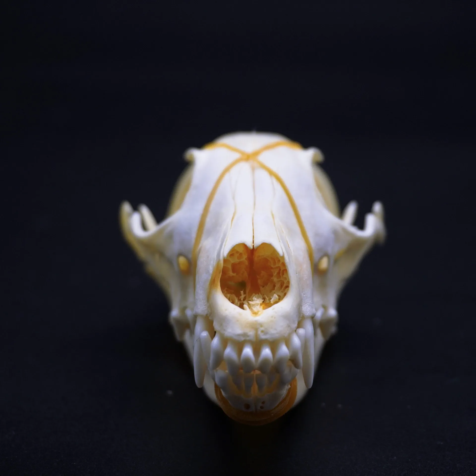 Real fox skull specimen for teaching model diy