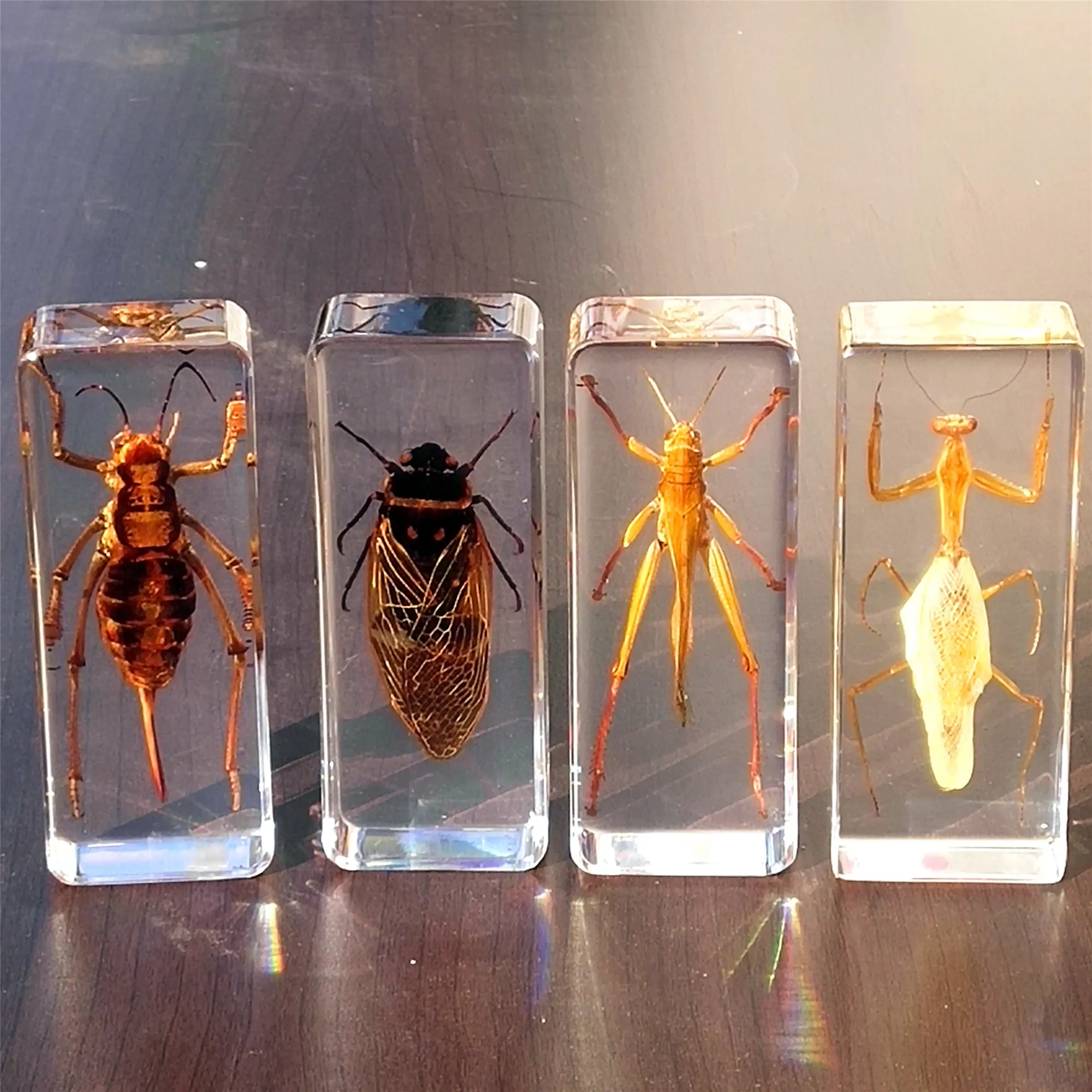 Large Insects Resin Specimen Creative Transparent Real Bugs Animal Ornament Educational Science Specimens Butterfly Specimen
