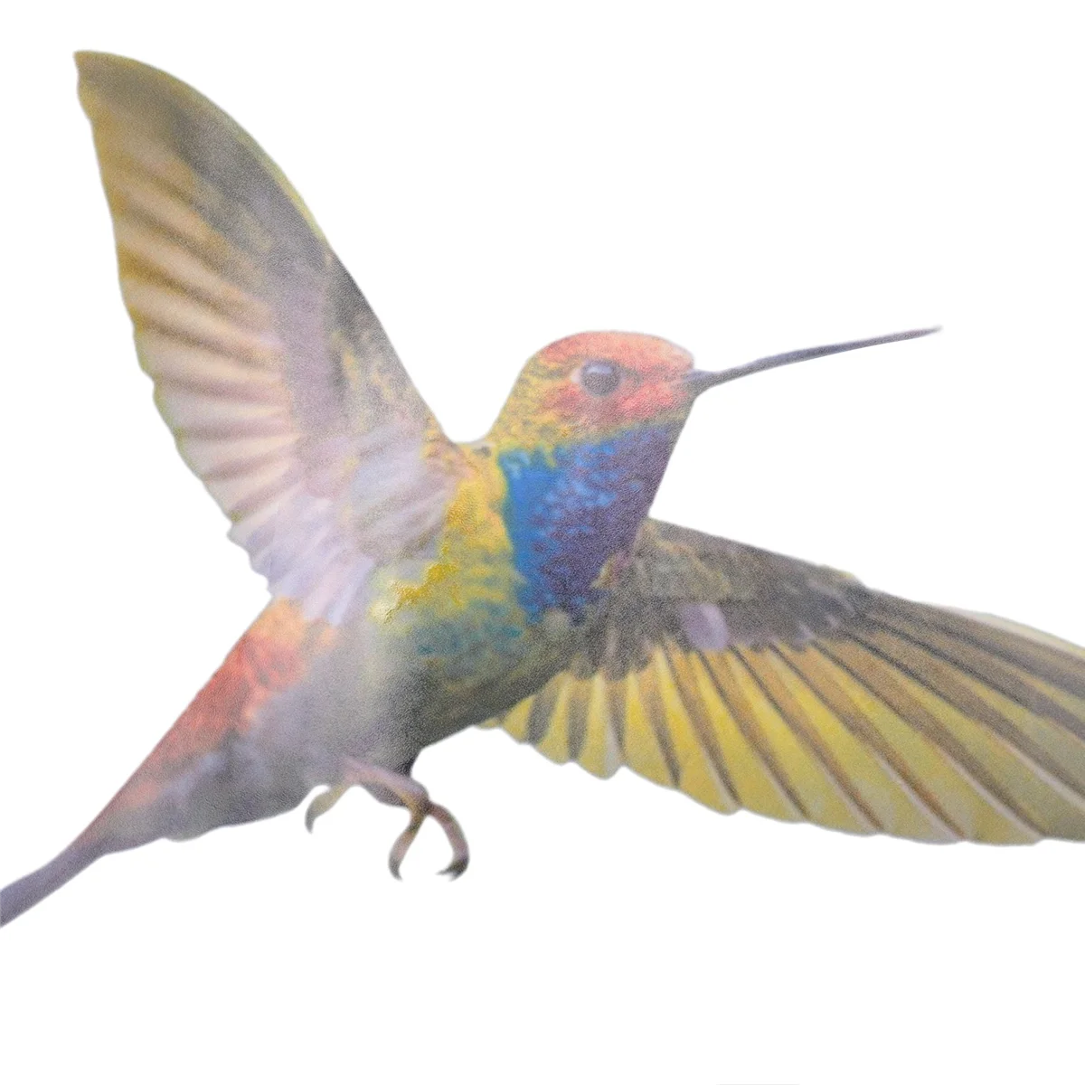 6 Pcs Lrge Size Bird Window Clings Anti-Collision Window Clings Decals to Prevent Bird Strikes on Glass
