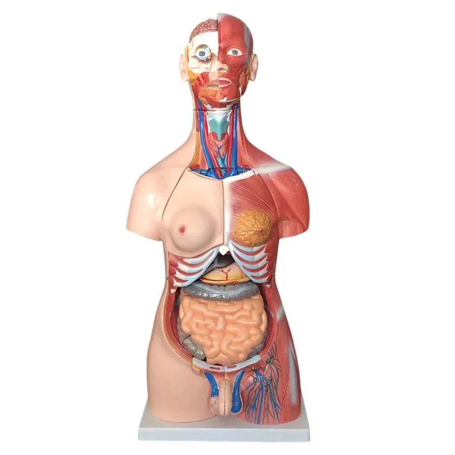 

85CM Human Unisex Muscle Torso Anatomy Model 30 Parts,Detachable Human Trunk Model