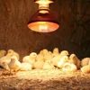 1PC Poultry Infrared Heat Lamp Waterproof Anti-Explosion Thickened Light Bulbs ​For Piglet Chicken Duck Birds E27 Heating Lamp 4
