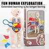 Children's Science and Early Education Human Organ Model Assembled Medical Montessori Body Teaching Tool Toys 4