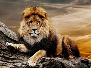 Lion resting on rock painting by numbers kit Lion resting on rock painting by numbers kit