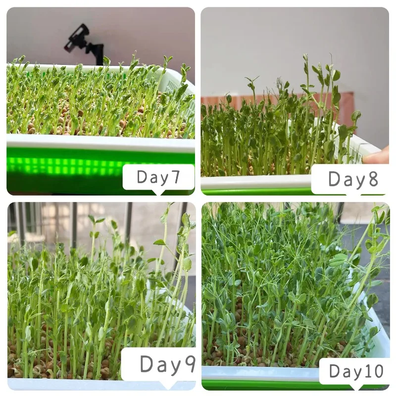 Double-Layer Microgreens Hydroponic Germination Tray - Soilless Cultivation System