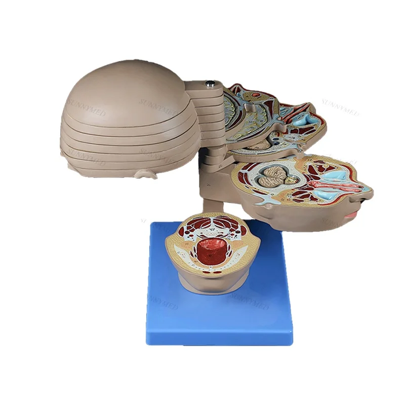 

SY-N087 Brain Horizontal Section Model Human Head Model Cross Cutting Brain Anatomy