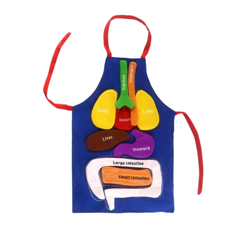 

Assembly Apron Anatomy Organ Biology Model Preschool Science Kits Toy Game Dropship
