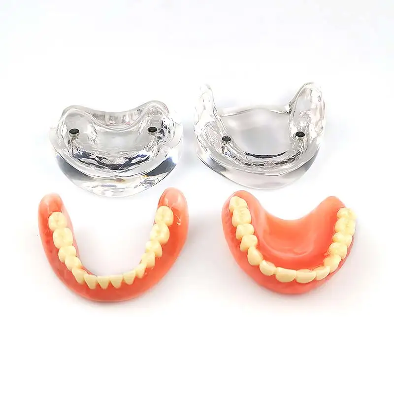 

Зубная модель, стандартная модель с прозрачной основой, зубная модель зубного типонтика