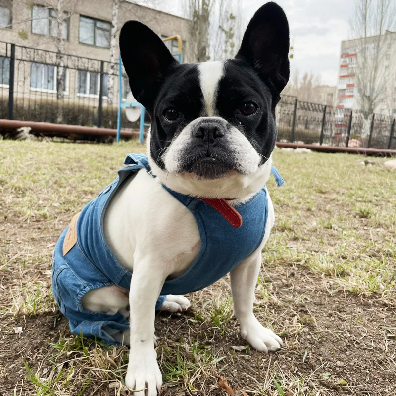 Jeans French Bulldog Pants Dog Overalls For Small Dogs Dog Shirts