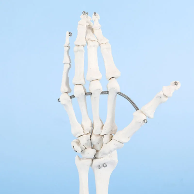 DARHMMY 1:1 Size Human Hand Joint Model Hand Skeleton Bone Wrist Vola Palms Skeleton Model Medical Science Teaching Supplies