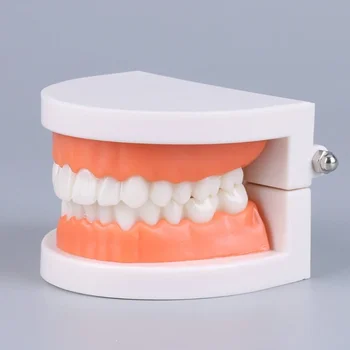 Dental Teeth Models Teaching Study Demonstration Tool Standard Model Students Furnishings Medical Teaching Aids Kids Doctor Toy 1
