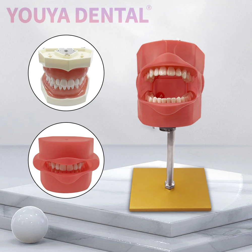 

Простое Стоматологическое искусственное устройство с кронштейном для практики и обучения стоматологического оборудования на рабочем столе