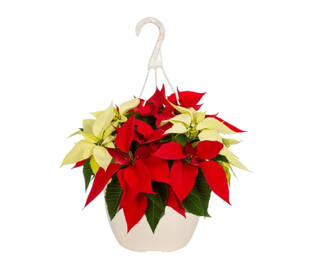 

Expert Gardener 1.5GL Red and White Poinsettia (1 Count) Live Plant with Hanging Basket