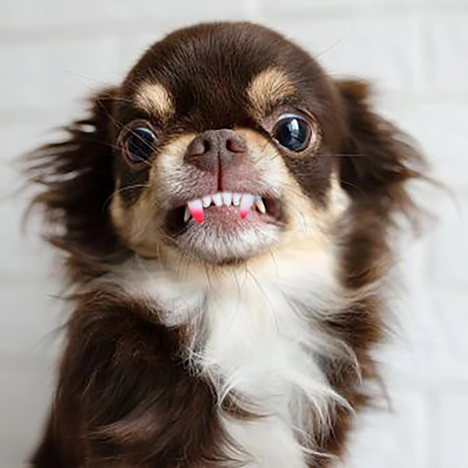 Title 32, Funny False Teeth For Pet Dog Decoration Access...