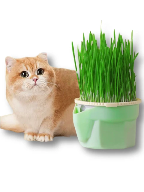 Hierarchical Design Cat Grass Cultivation Cup with Soilless Cultivation Reusable Catnip Growing Container Seed Germination Tray 6