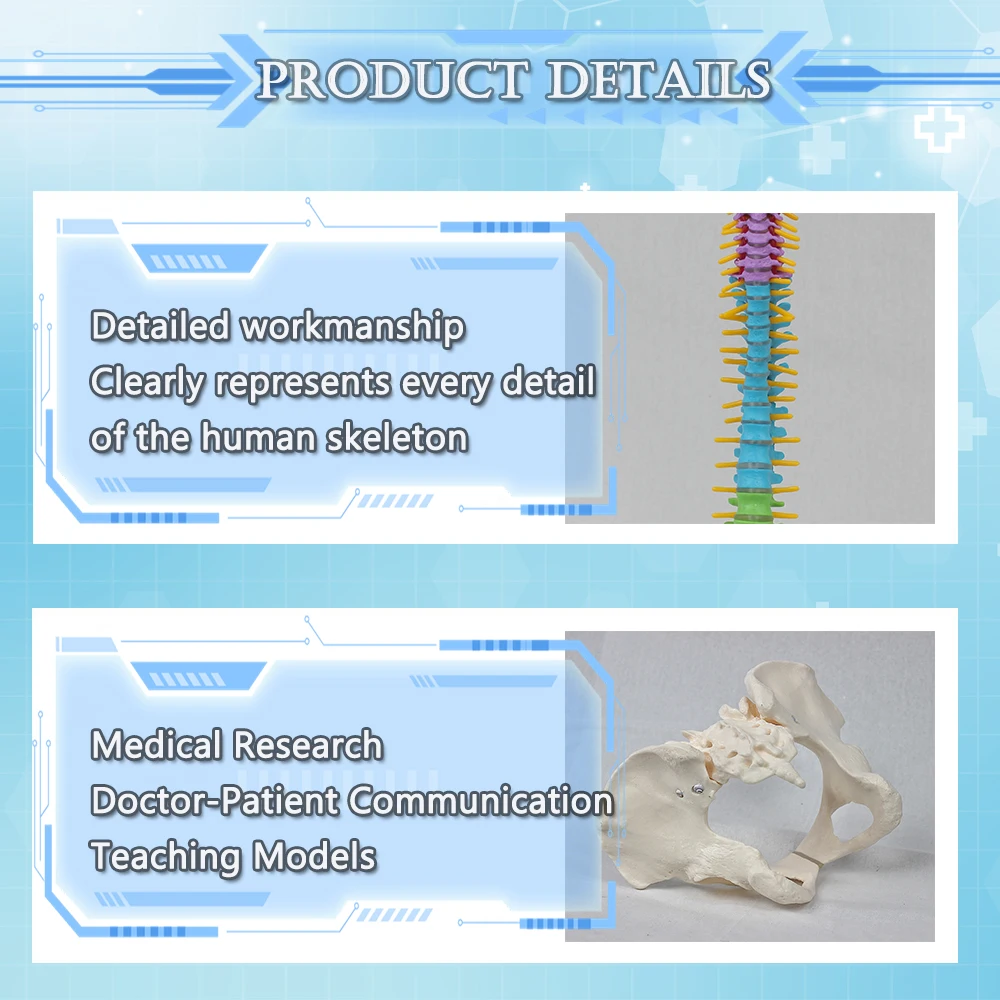 Medical Science Life Size Anatomical Skull Model Skeleton Detachable Jaw Bone For Educational And Lab Teaching Display Tools