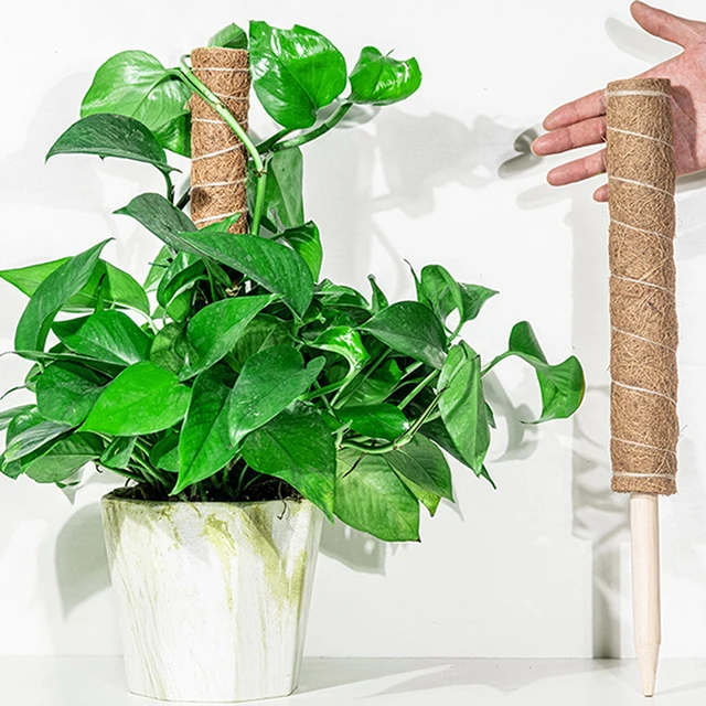 30/40/50 Cm Növényi Mászó Rúd Szőlő Kókuszdió Pálma Diy Újrafelhasználható Bottartó Tartó - Image 4