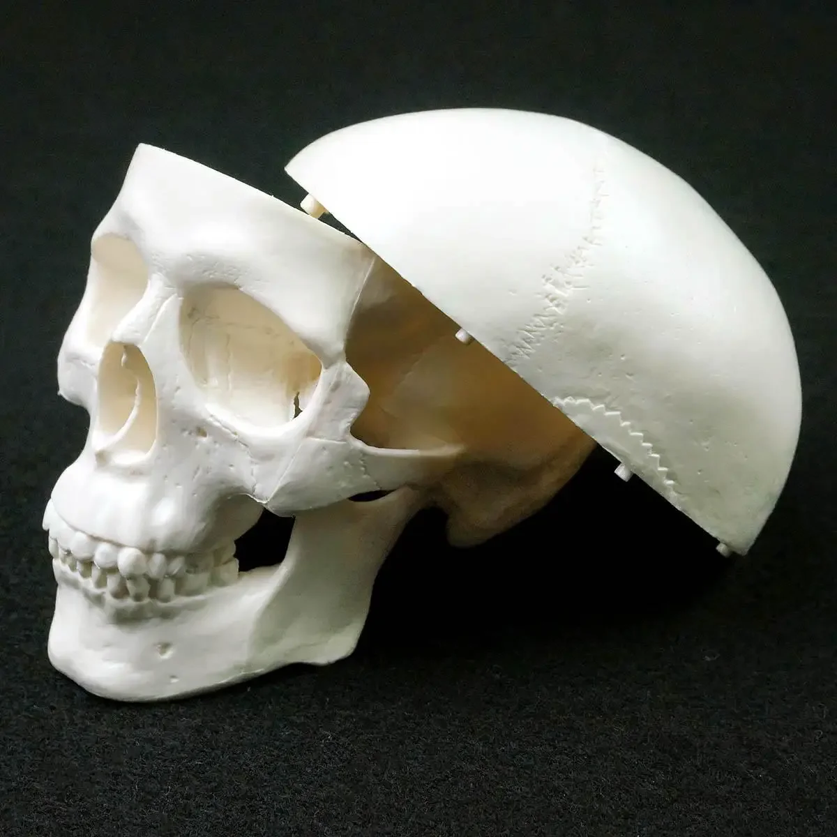 Human Anatomical Model Medicine Skull Head Studying Anatomy Teaching Supplies Skull Model human skull model