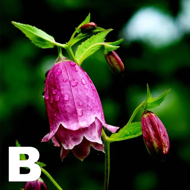 8 Stílusú Színes Liliom A Völgy Növényéből Gyönyörű Díszes Virágok Kerti Dekorációs Növény 20Db - Image 3